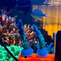 Corallo Acropora Myagi Tort