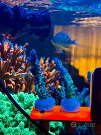 Corallo Acropora Myagi Tort