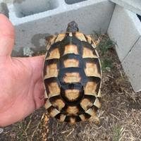 Tartaruga