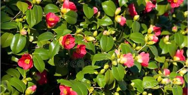 Camelia