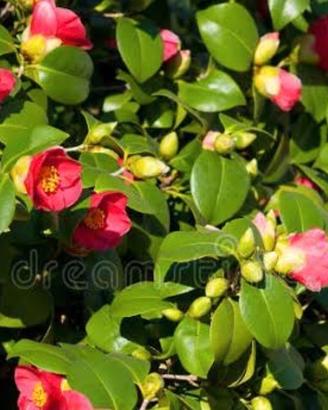 Camelia