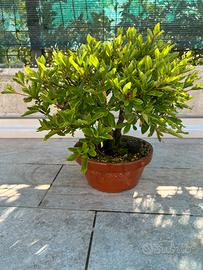 Azalea pre bonsai