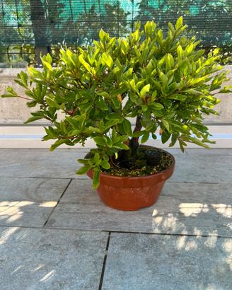 Azalea pre bonsai