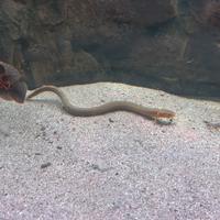 Erpetoichthys calabaricus