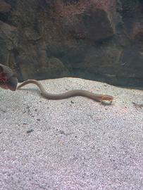 Erpetoichthys calabaricus