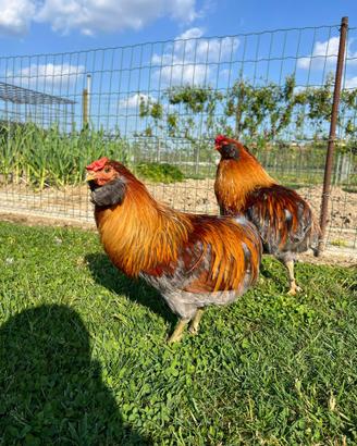 Gallo Araucana