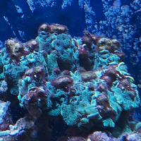 coralli acquario