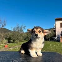 Cucciola Welsh Corgi Pembroke