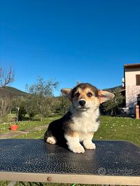Cucciola Welsh Corgi Pembroke