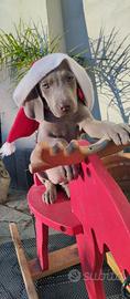 Cuccioli puri Weimaraner