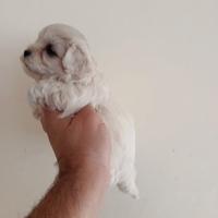 Cuccioli di maltipoo Piccini
