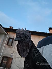 Gallo Cemani razza pura