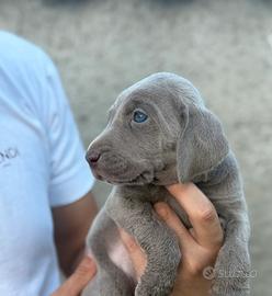 Cuccioli di Weimaraner