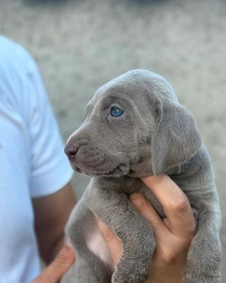 Cuccioli di Weimaraner