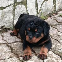 Rottweiler
