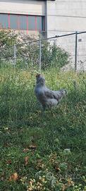Gallo Araucana Lavanda