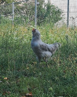 Gallo Araucana Lavanda
