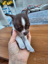 Cuccioli chiuahua