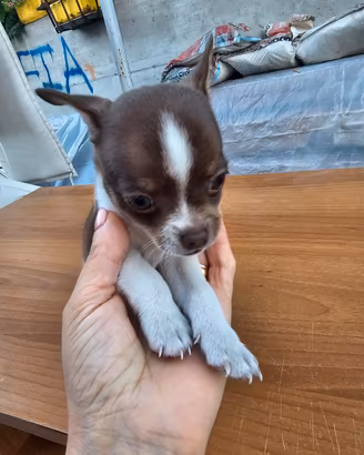 Cuccioli chiuahua
