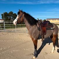 Cavalla quarter anni 8