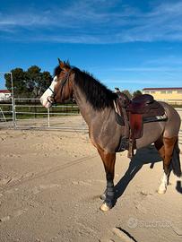 Cavalla quarter anni 8