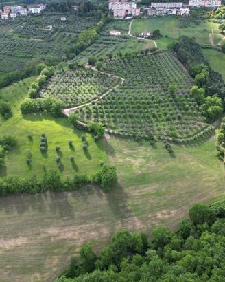 Terreno agricolo con Uliveto e Seminativo