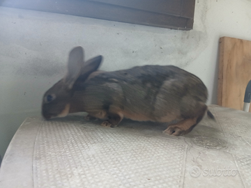 Conigli leprino viterbesi