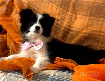 Cuccioli di border collie pedigree Enci