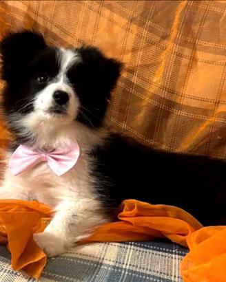 Ultima cucciola di border collie pedigree top