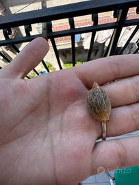 Semi Di Cocos Plumosa