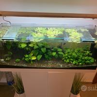 Acquario 100 L