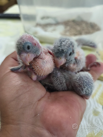 Pulli parrocchetto monaco blu