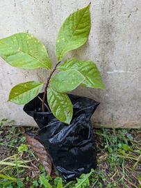 3 piante : Guava, Annona, Asimina Triloba 