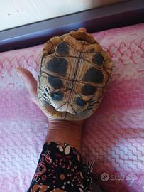 Tartarughe