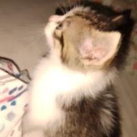 Gattino trovato ad Augusta