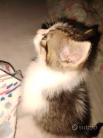 Gattino trovato ad Augusta