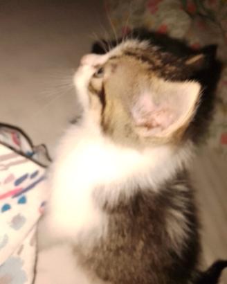 Gattino trovato ad Augusta