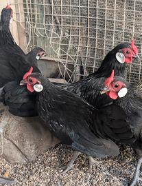 Galline ornamentali