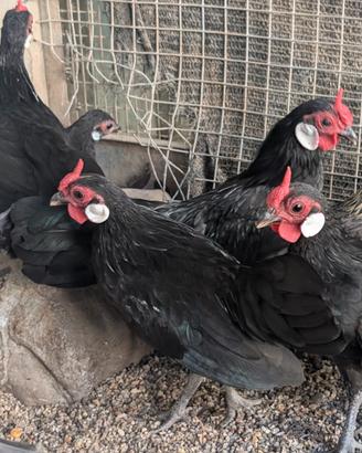Galline ornamentali