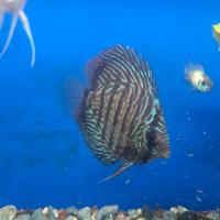 Discus