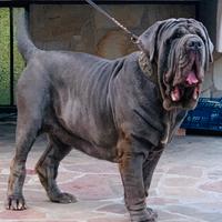 Mastino napoletano femmina