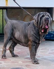 Mastino napoletano femmina