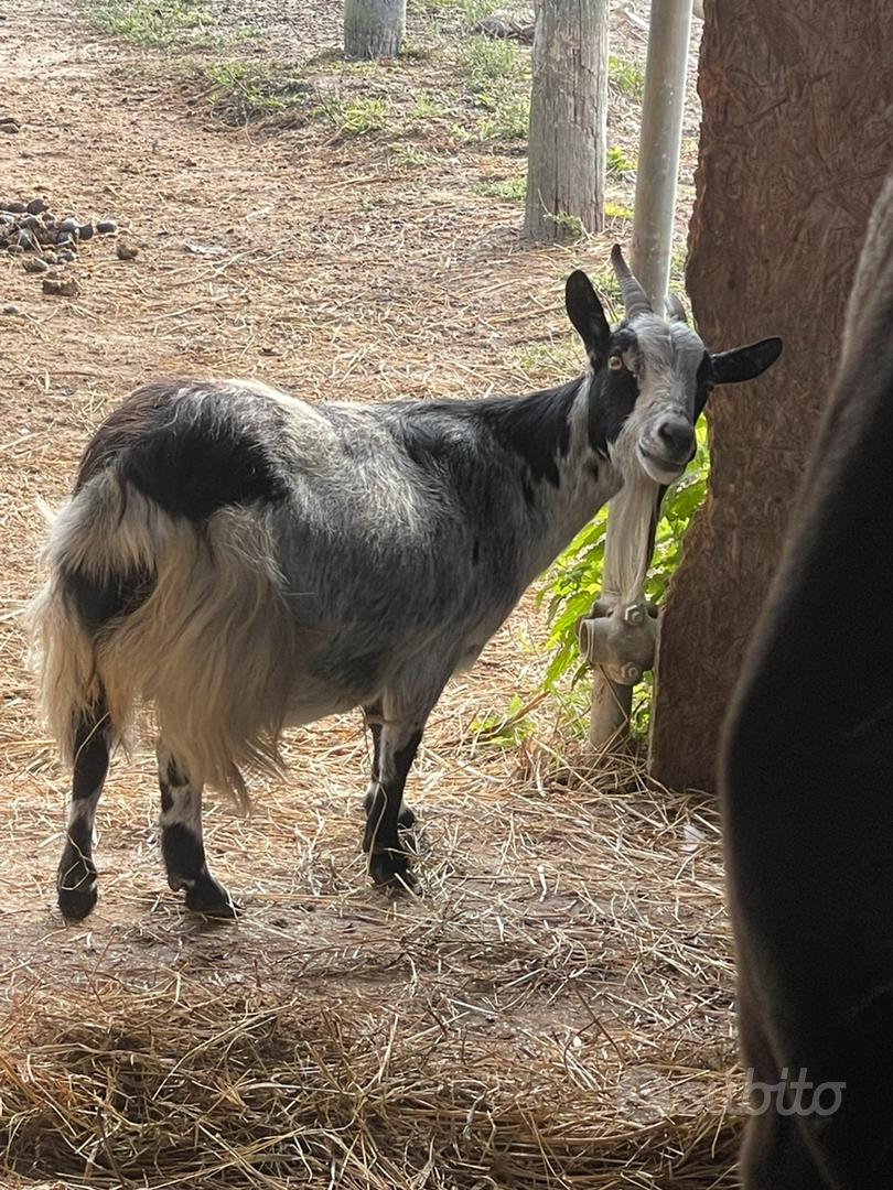 capra nana - Animali In regalo a Rovigo