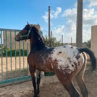 Puledro Apaloosa