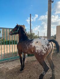 Puledro Apaloosa