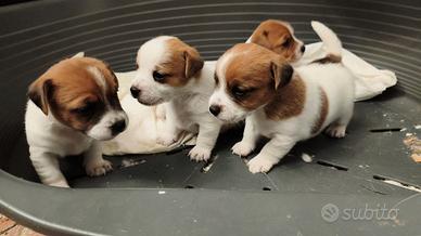 Jack Russell Cuccioli