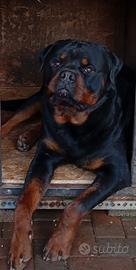Cuccioli di rottweiler
