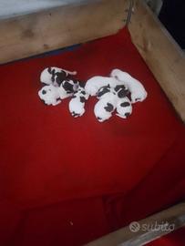 Cuccioli di lagotto romagnolo