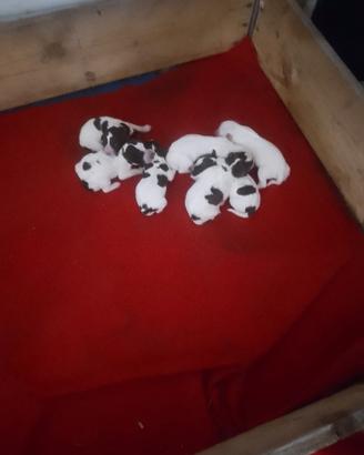 Cuccioli di lagotto romagnolo