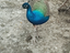 Immagine 2